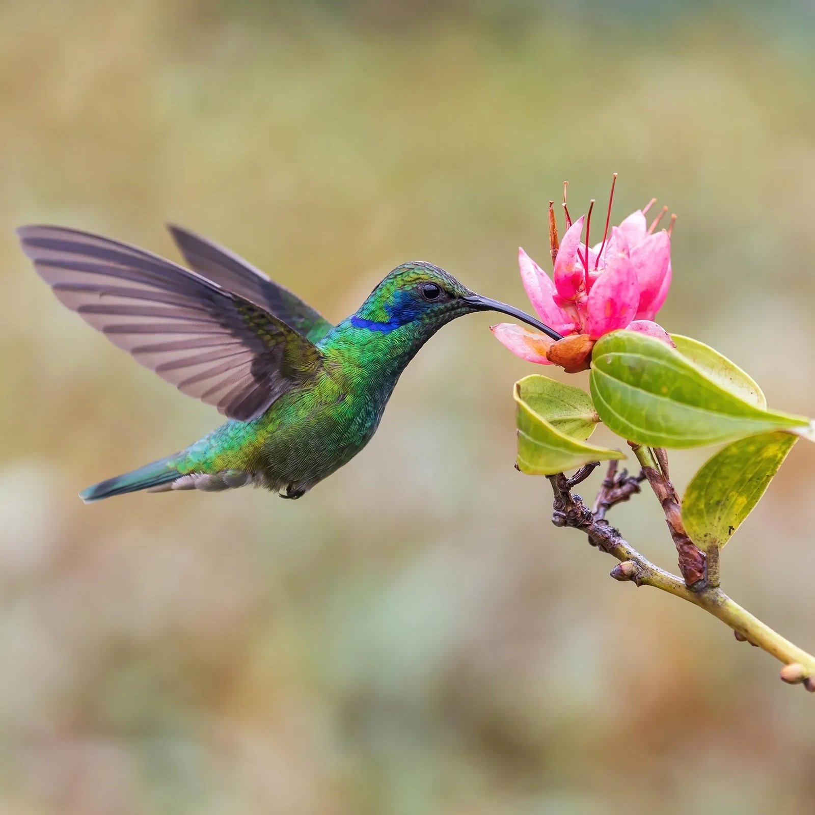 Quito’s Flora and Fauna