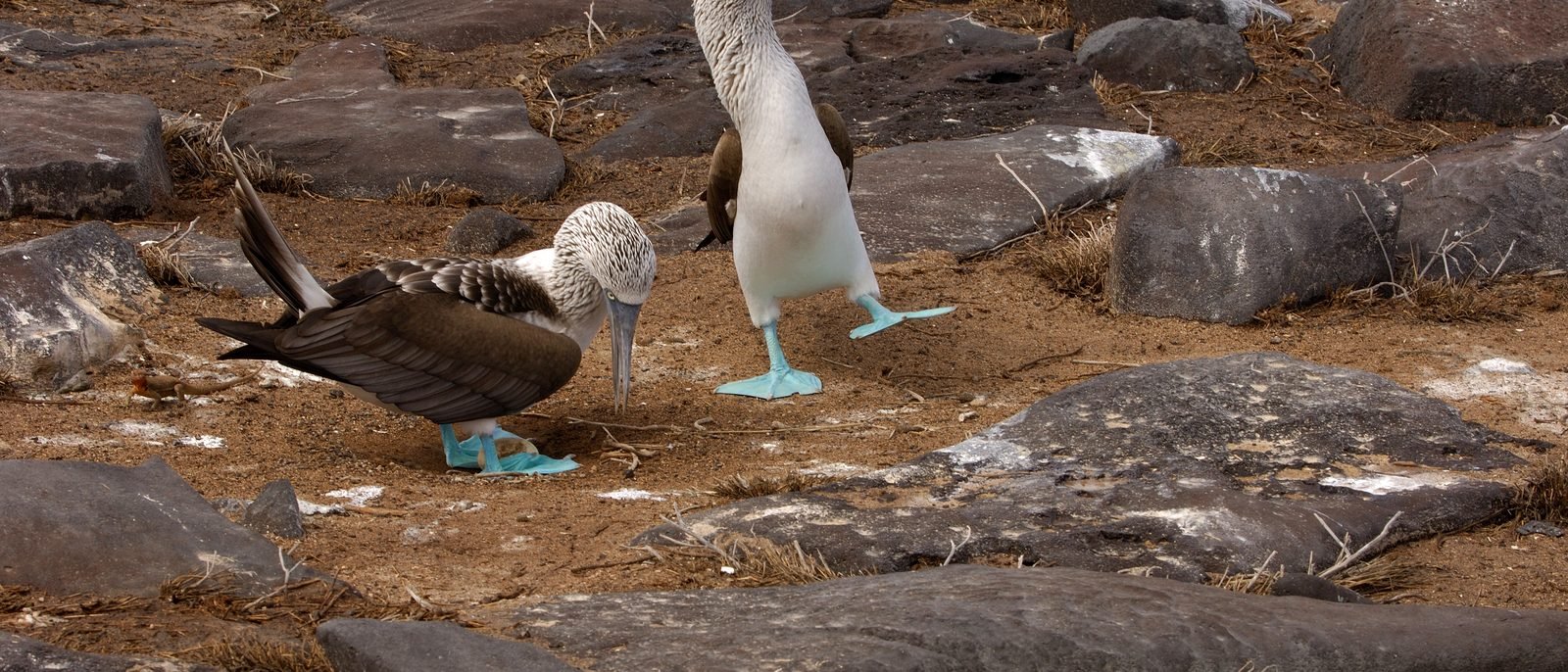 Galápagos