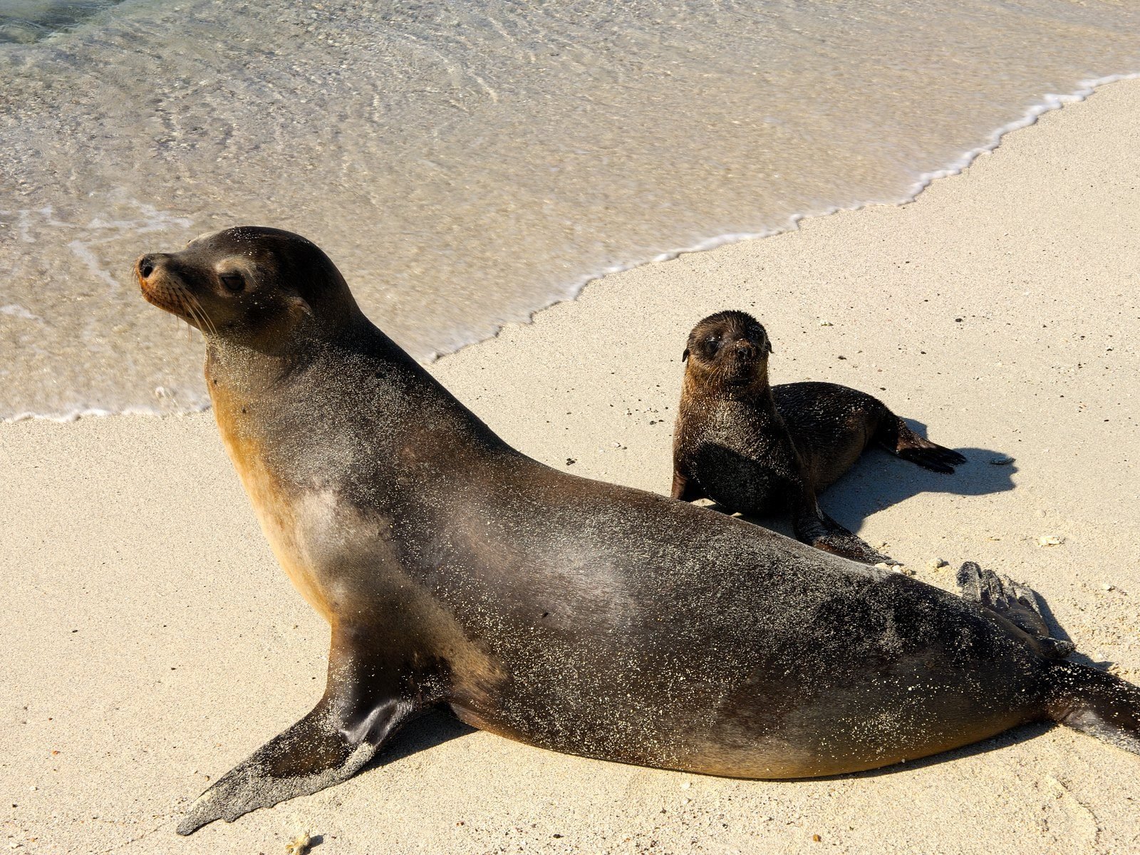 Galápagos