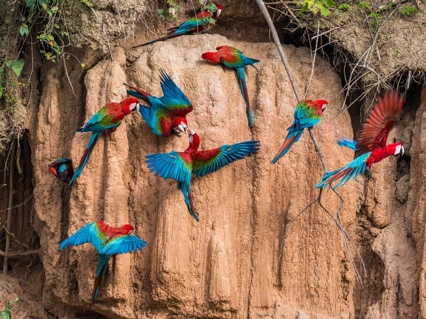 Macaws at the clay lick