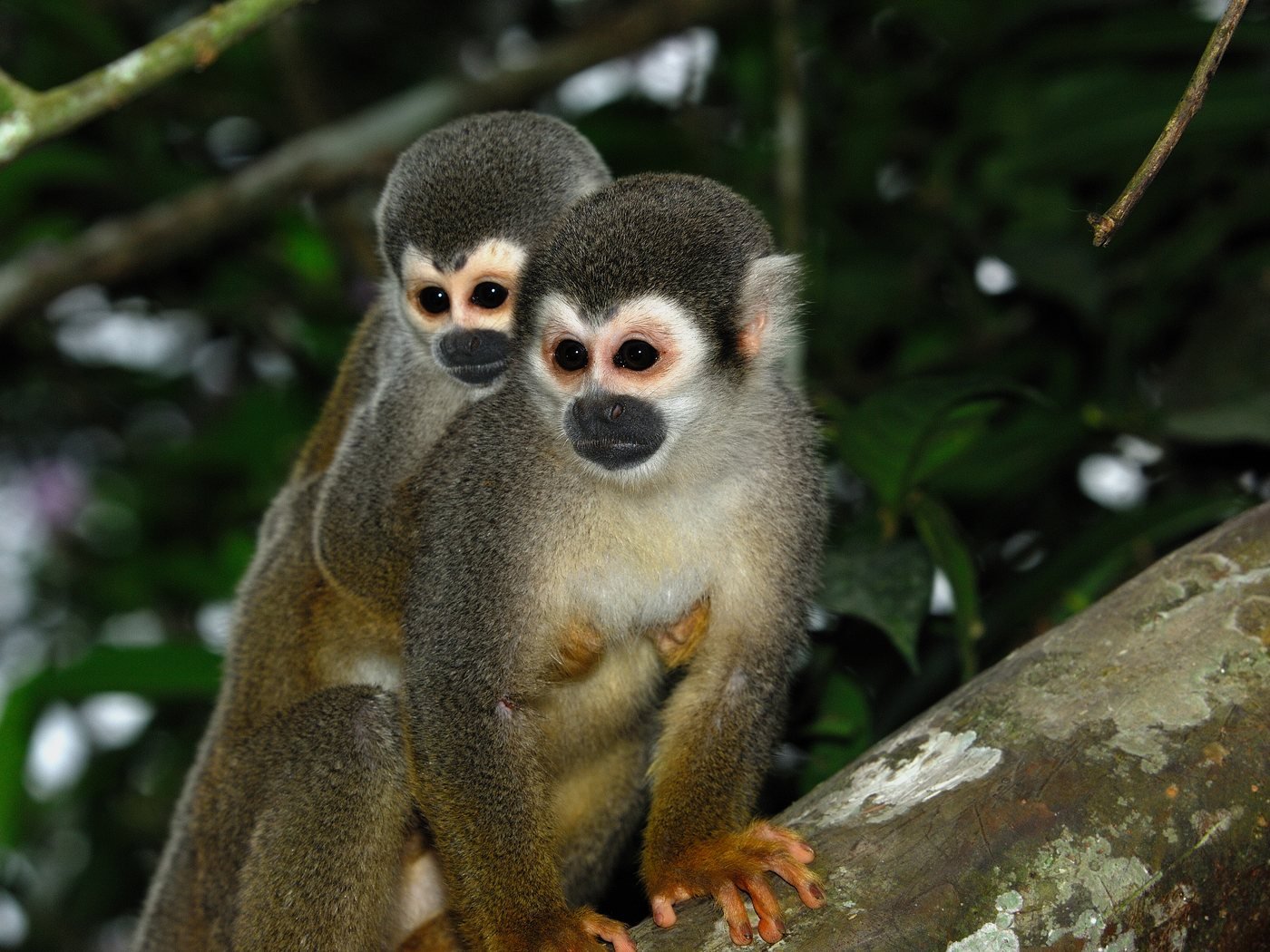 Squirrel monkeys in the canopy