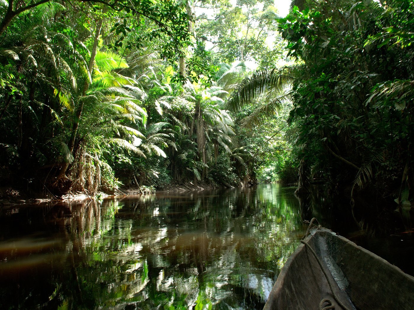 Deep in the rainforest