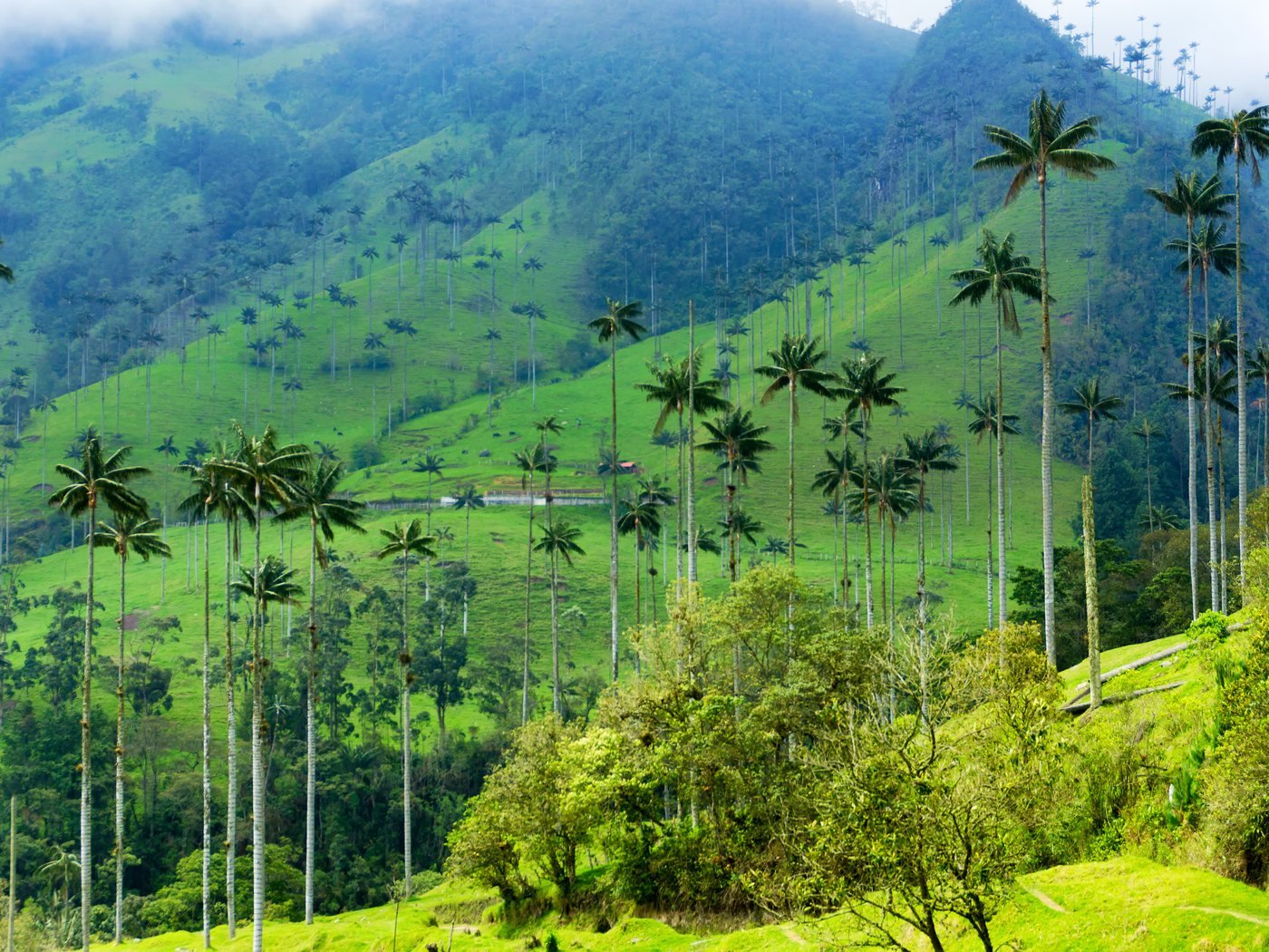 Wax palms of the Cocora Valley