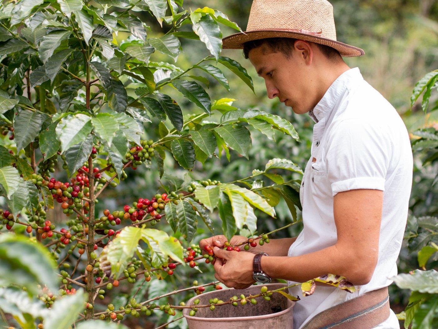 Harvesting coffee by hand