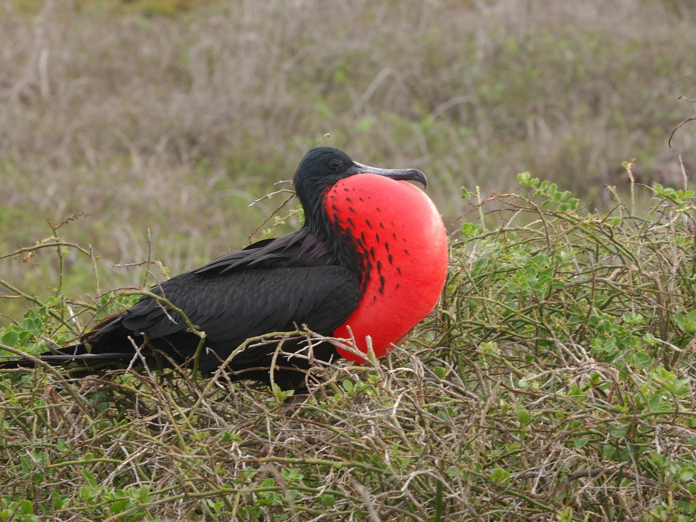 Frigatebird in display