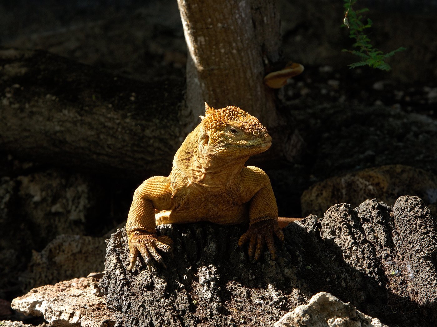 Galápagos land iguana