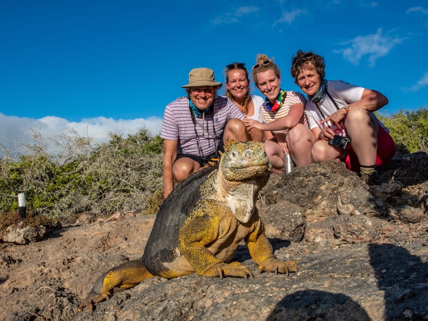 Guests meeting an iguana