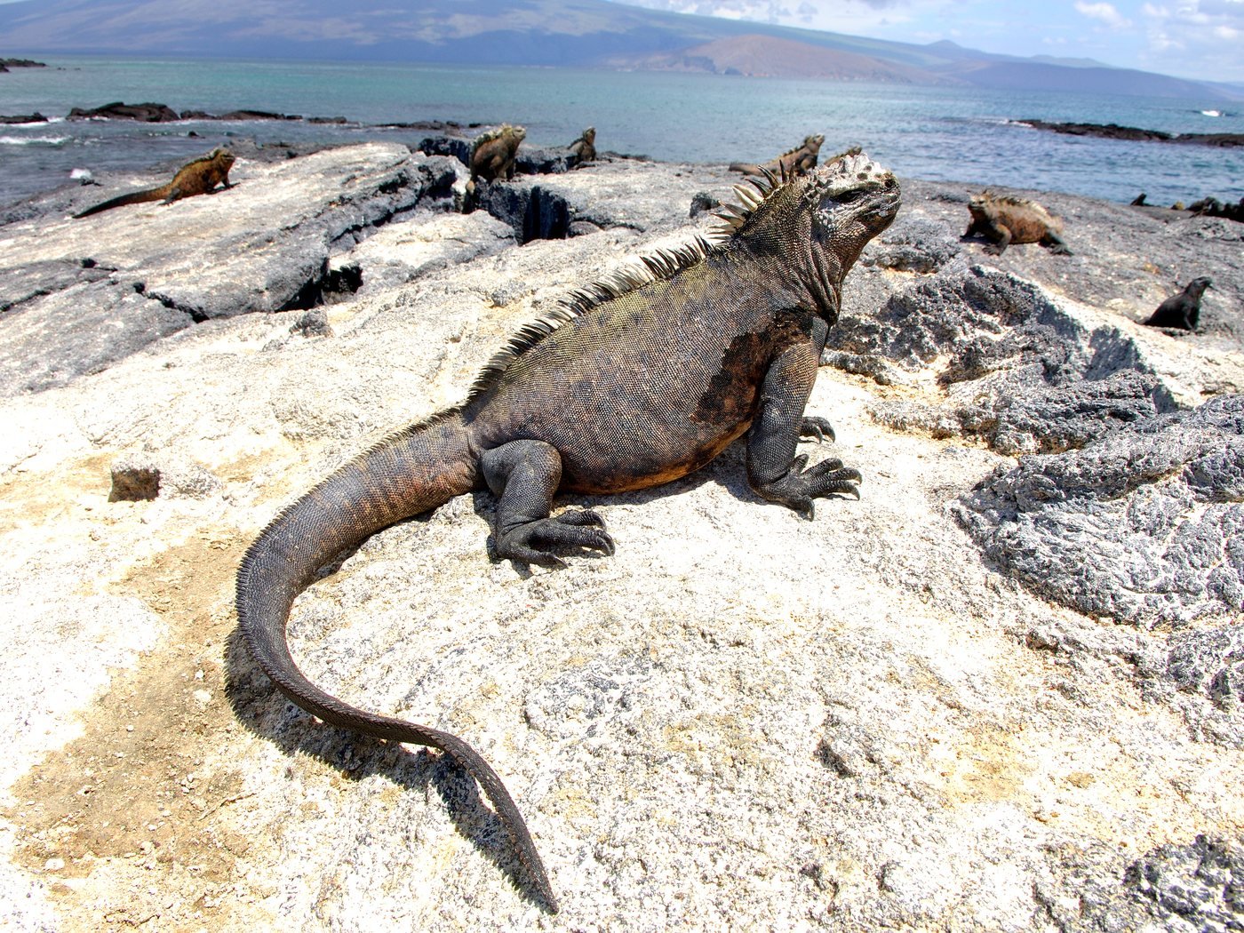 Marine iguana on the lava