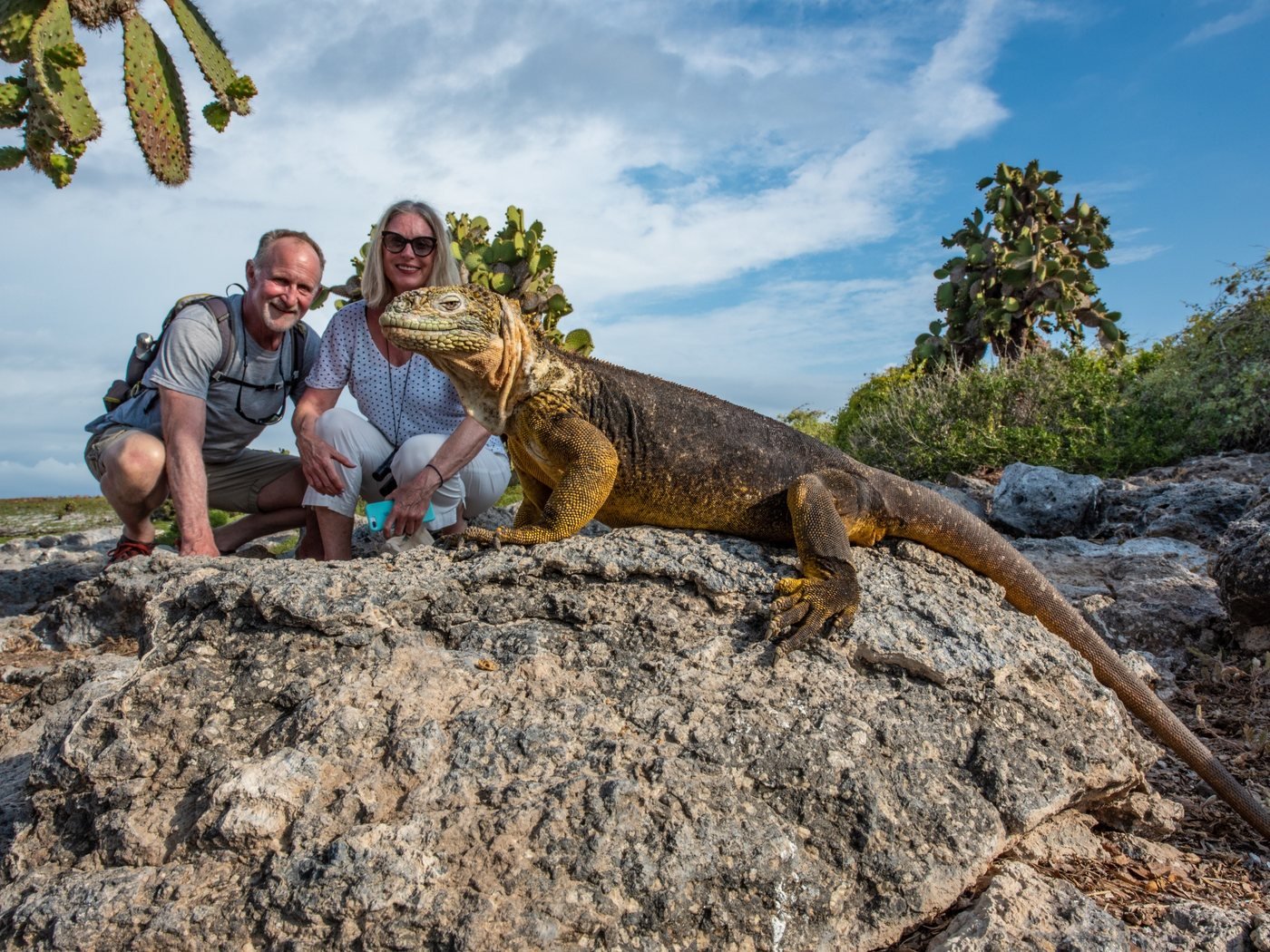 Land iguana up close