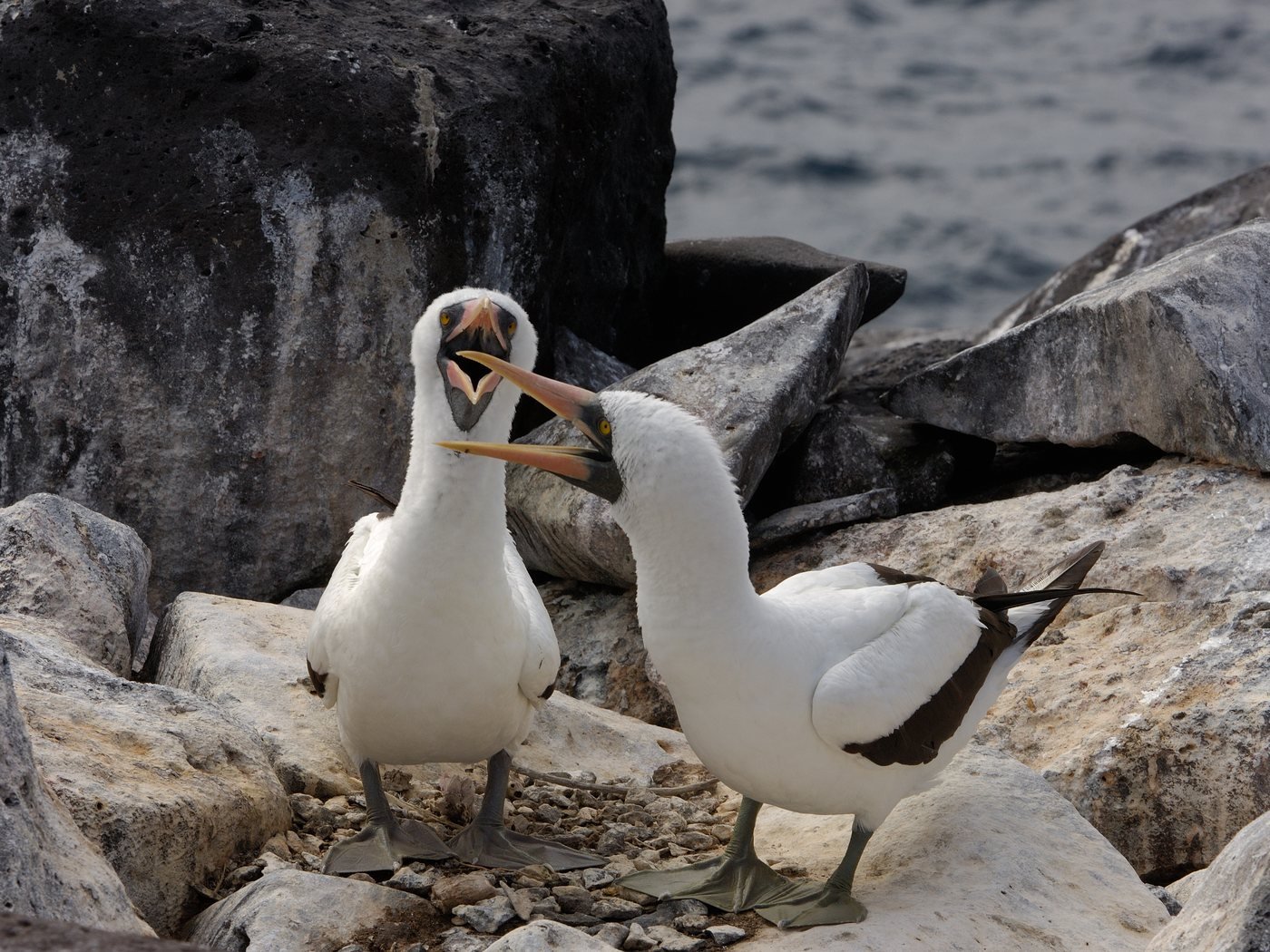 Blue-footed boobies courting