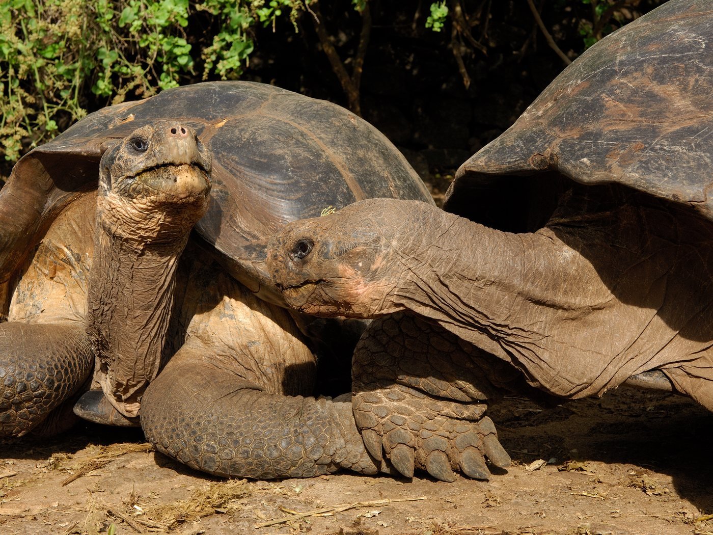 Giant tortoises in the highlands