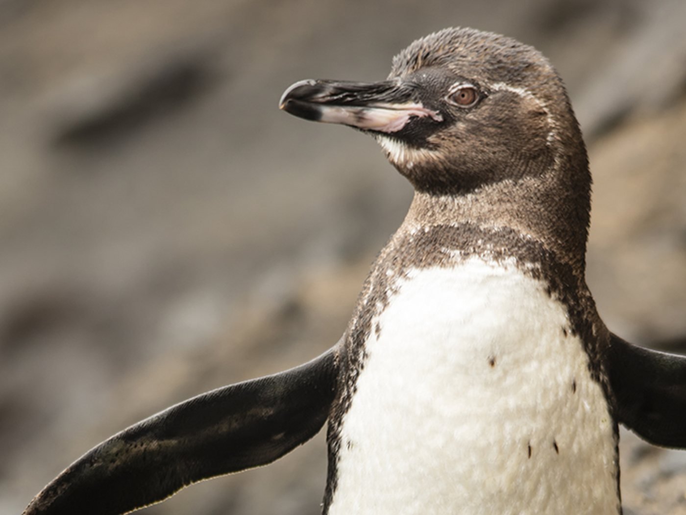 Galápagos penguin