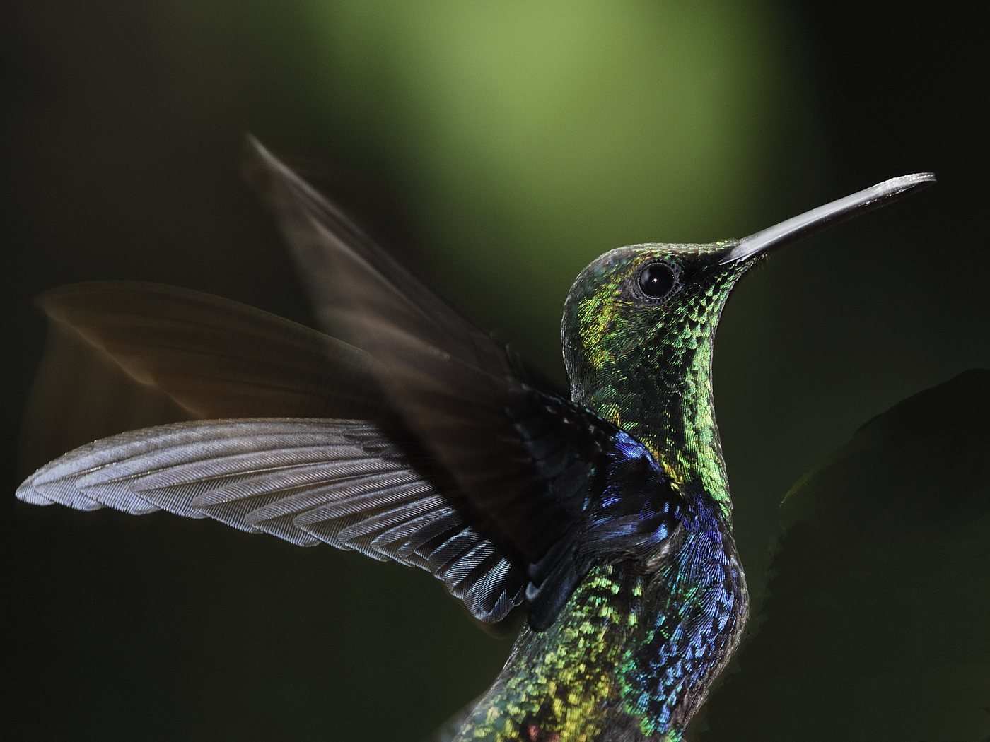 Hummingbird of the Chocó Andino