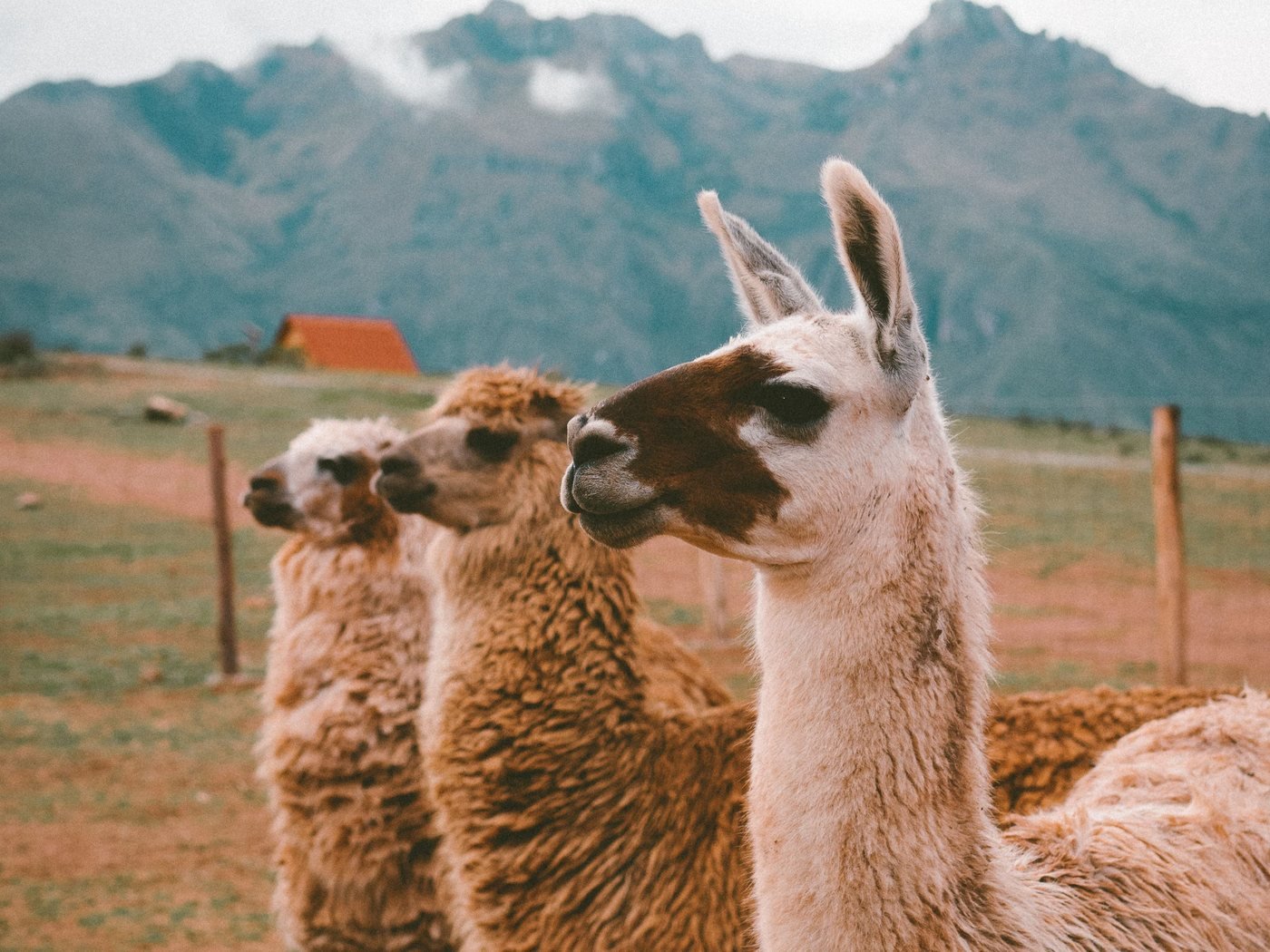Llamas of the Sacred Valley
