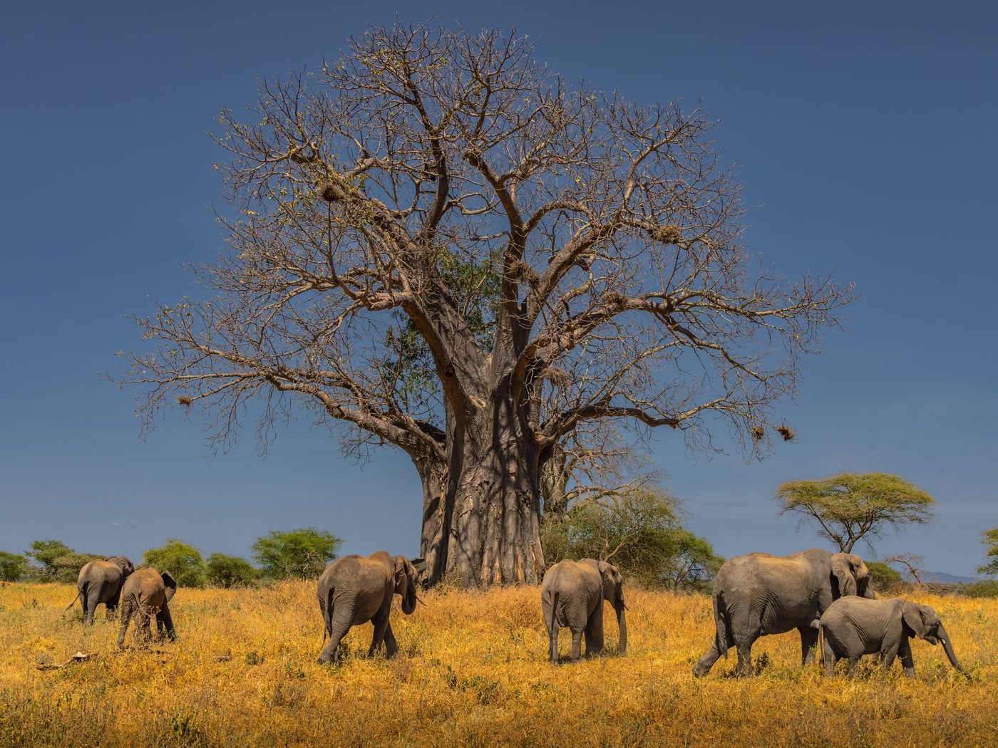 Elephants beneath a baobab