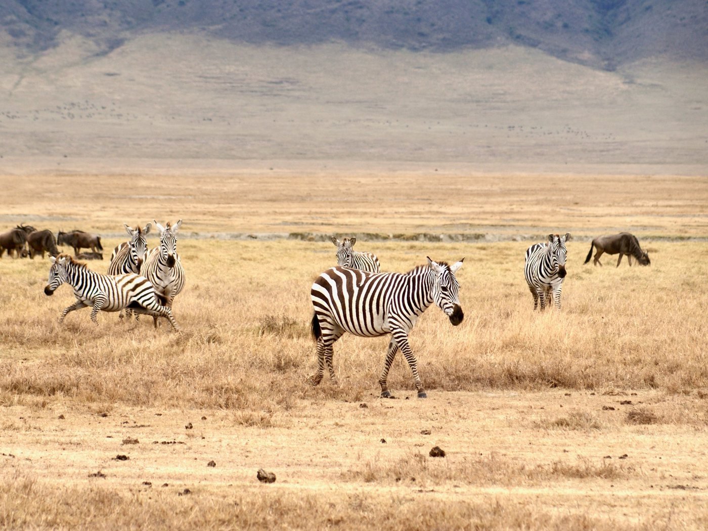 Zebras on the plains