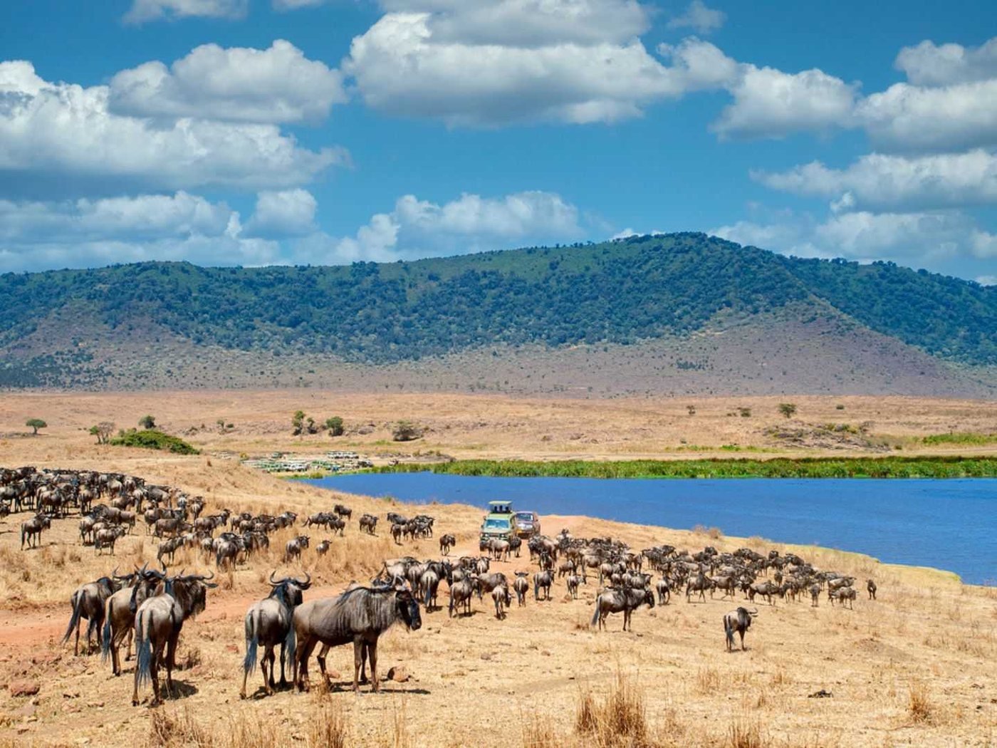 Wildebeest at the water